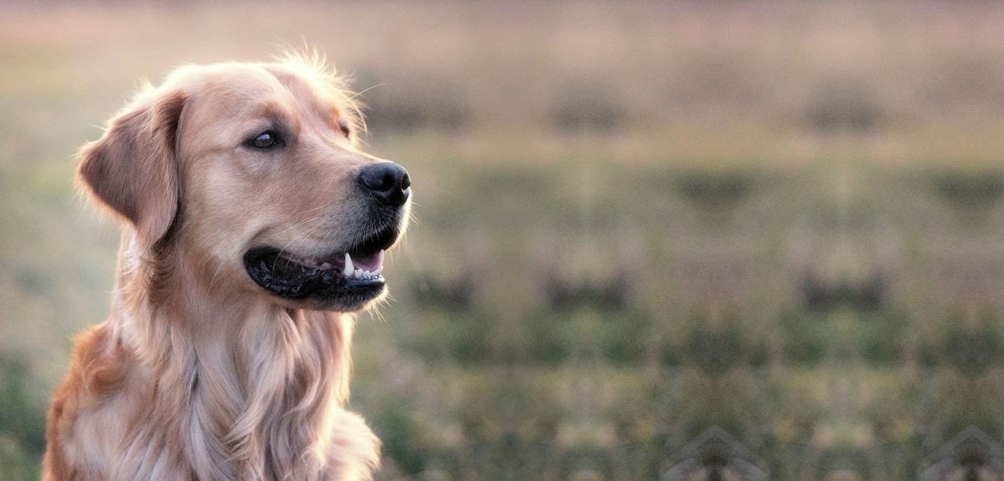 Cão de pelagem dourada ao ar livre, olhando para o lado com a boca entreaberta