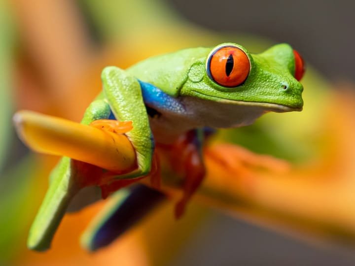 Perereca verde de olhos vermelhos apoiada em um galho