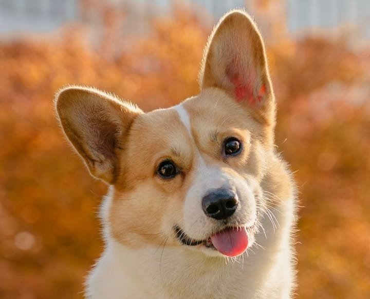 Cão de pelagem marrom e caramelo olhando para a câmera
