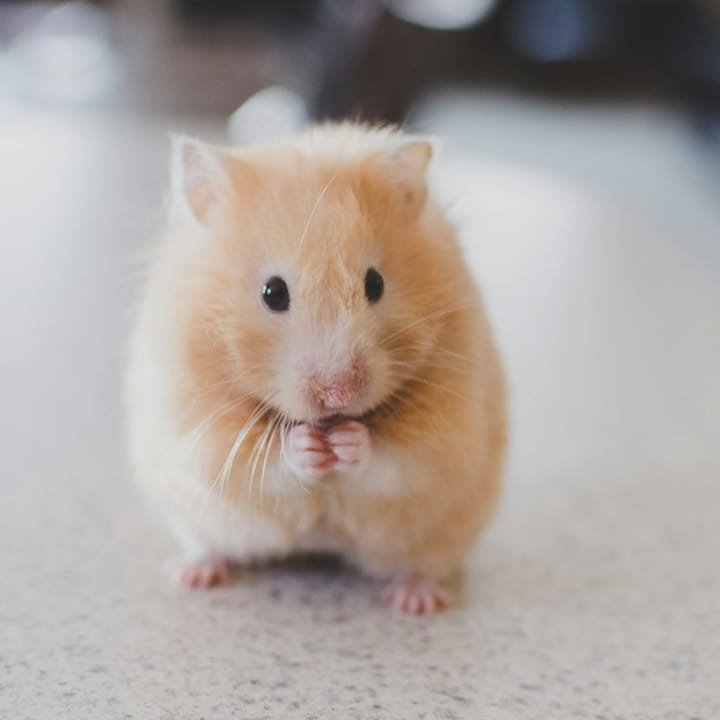 Hamster dourado sentado com as patinhas à frente