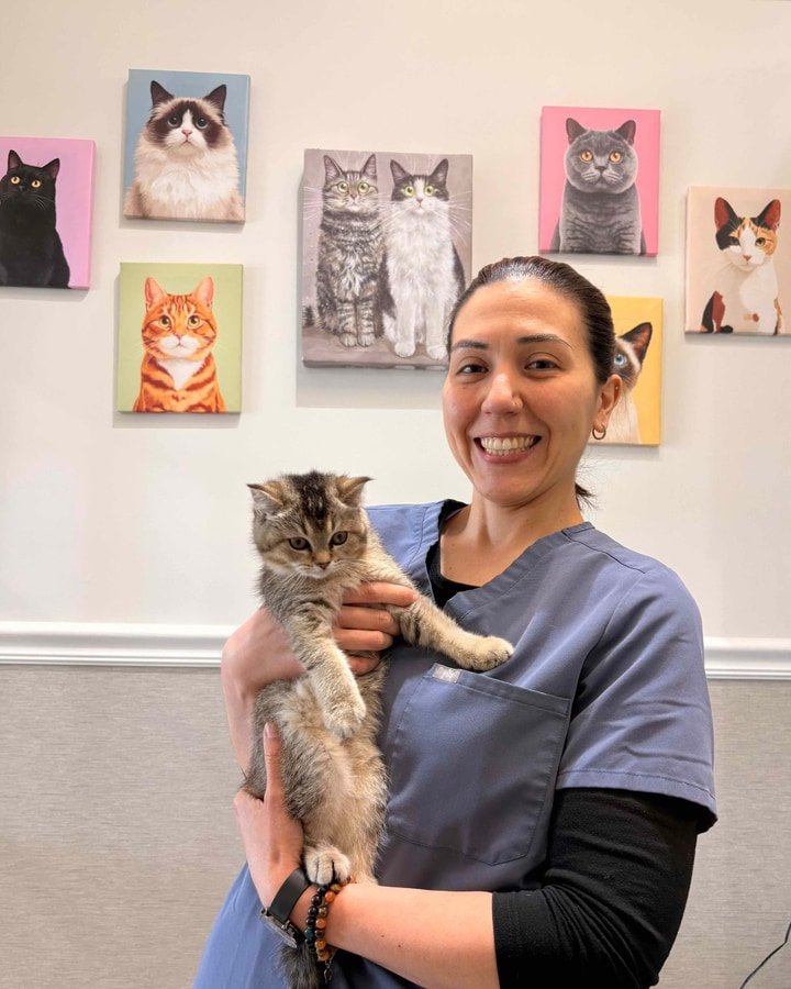 Veterinária sorridente segurando um gatinho no colo, com quadros de gatos na parede