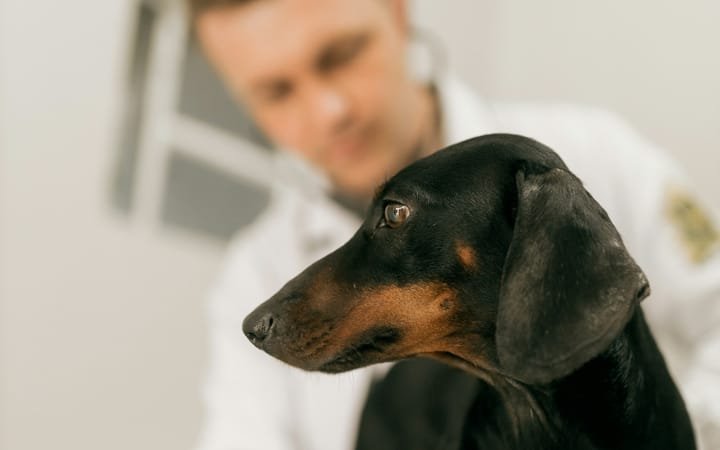 Veterinário examinando um dachshund preto e caramelo